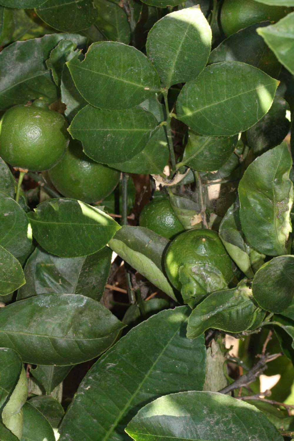              Shade leaves (Riverside, CA)       
